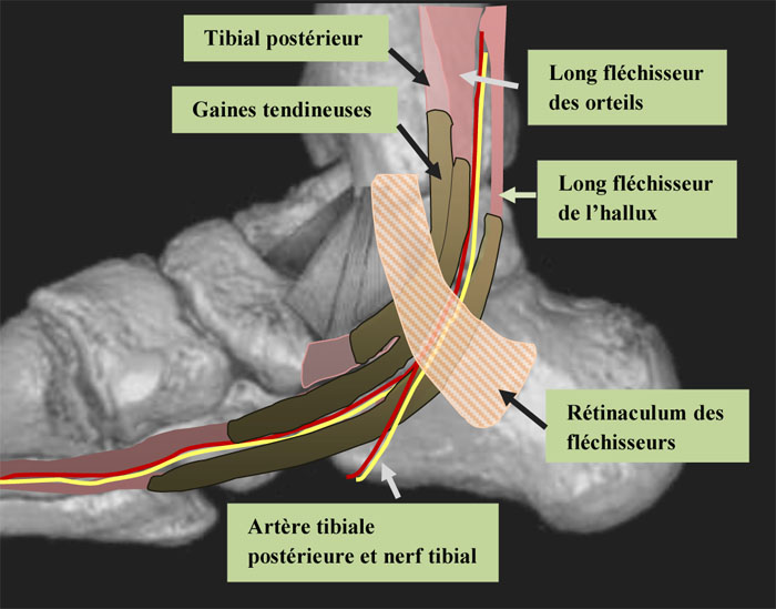 rétinaculum des fléchisseurs